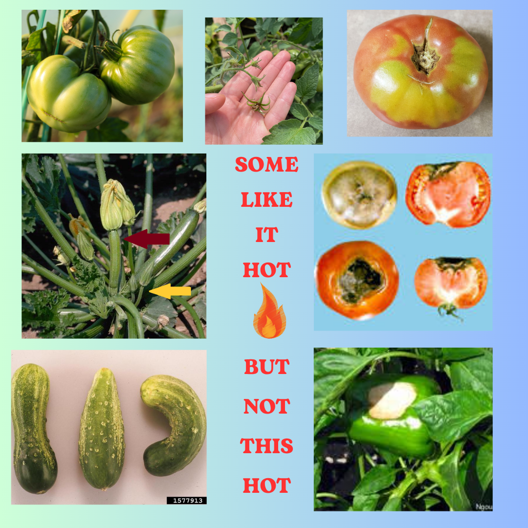 Clockwise from upper left: Effects of excessive heat in the garden: tomatoes-make fruit but stay green, blossoms dry up and abort, fruit has hard yellow shoulders or blossom end rot; pepper fruit with sunscald, misshapen cucumber fruit from poor pollination and cuke/zuke family produce male blossoms in high temps (reduced fruit)