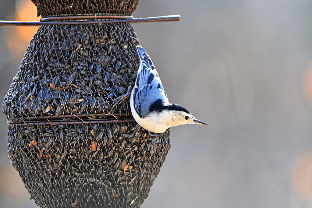 Learn how to take photos of birds like this nuthatch at Plum Creek Nature Center during a Birds in Art – Photography Tips and Tricks program on Feb. 4.