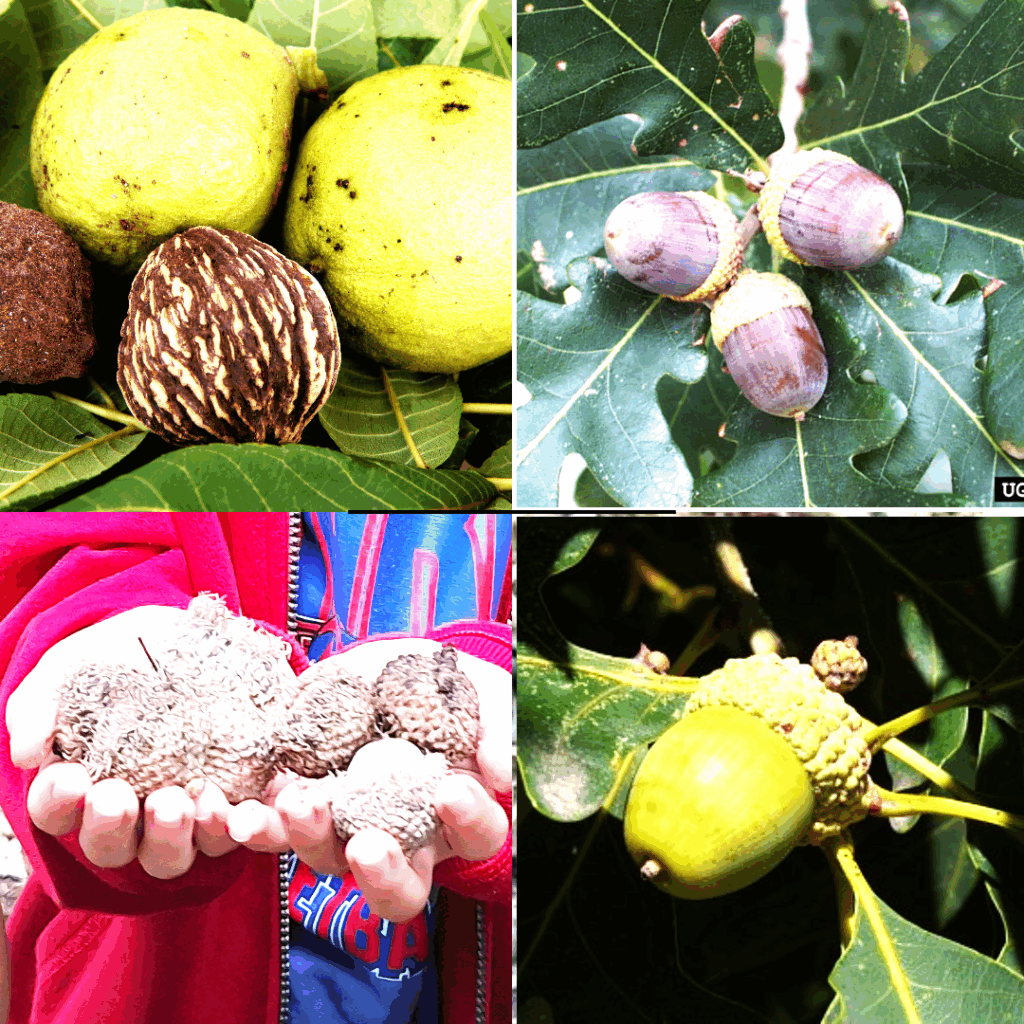 Common nuts found in Will County: Clockwise from upper left: Black walnut, white oak, swamp white oak, and burr oak