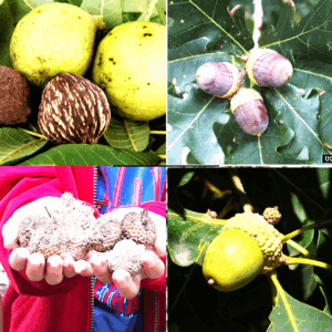Oh, nuts! It is fall, and that is such a good thing