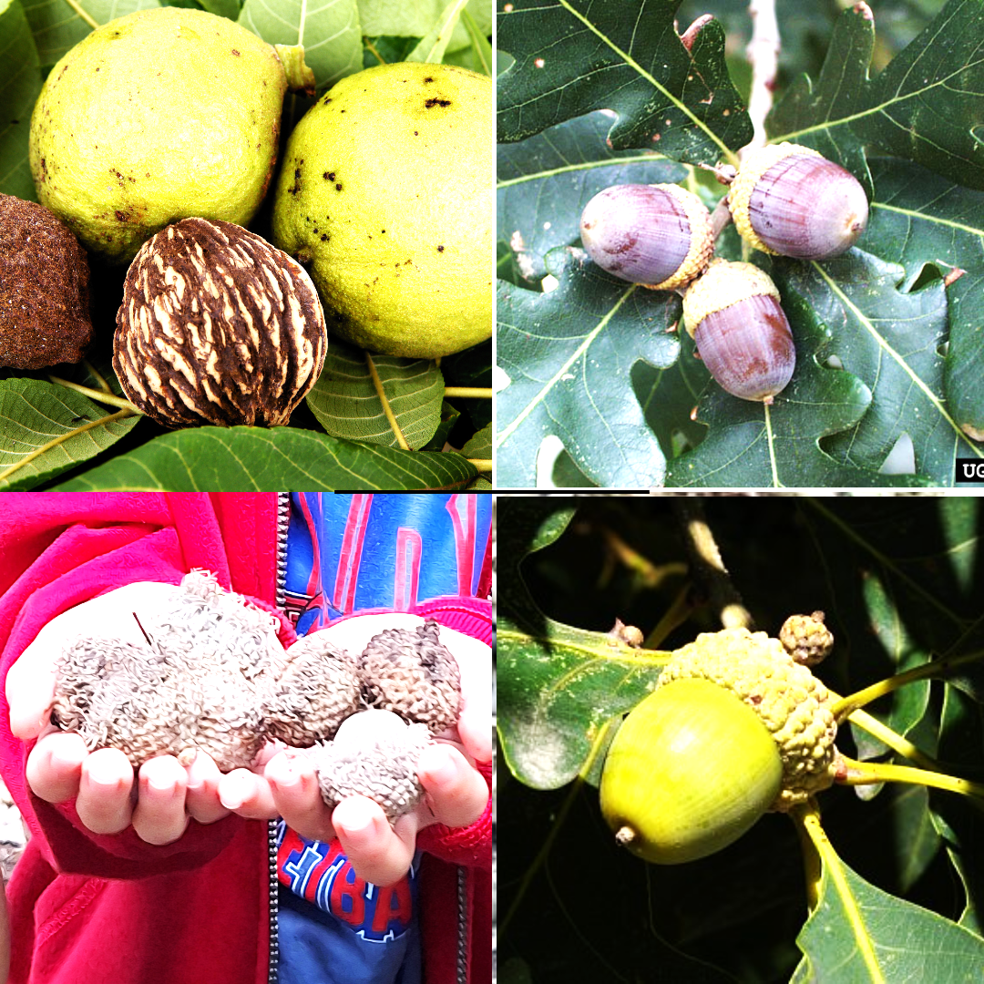 Common nuts found in Will County: Clockwise from upper left: Black walnut, white oak, swamp white oak, and burr oak