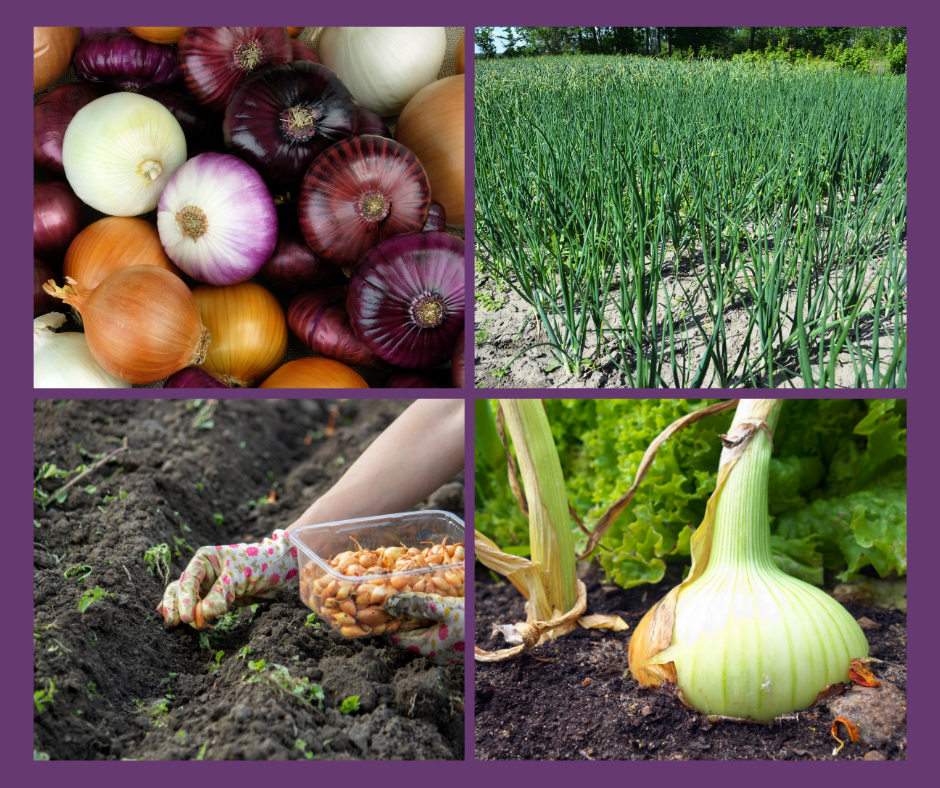 Clockwise top from left: Different types of table (large) onions, green onions (scallions), table onion ready for harvest, onion sets being planted.