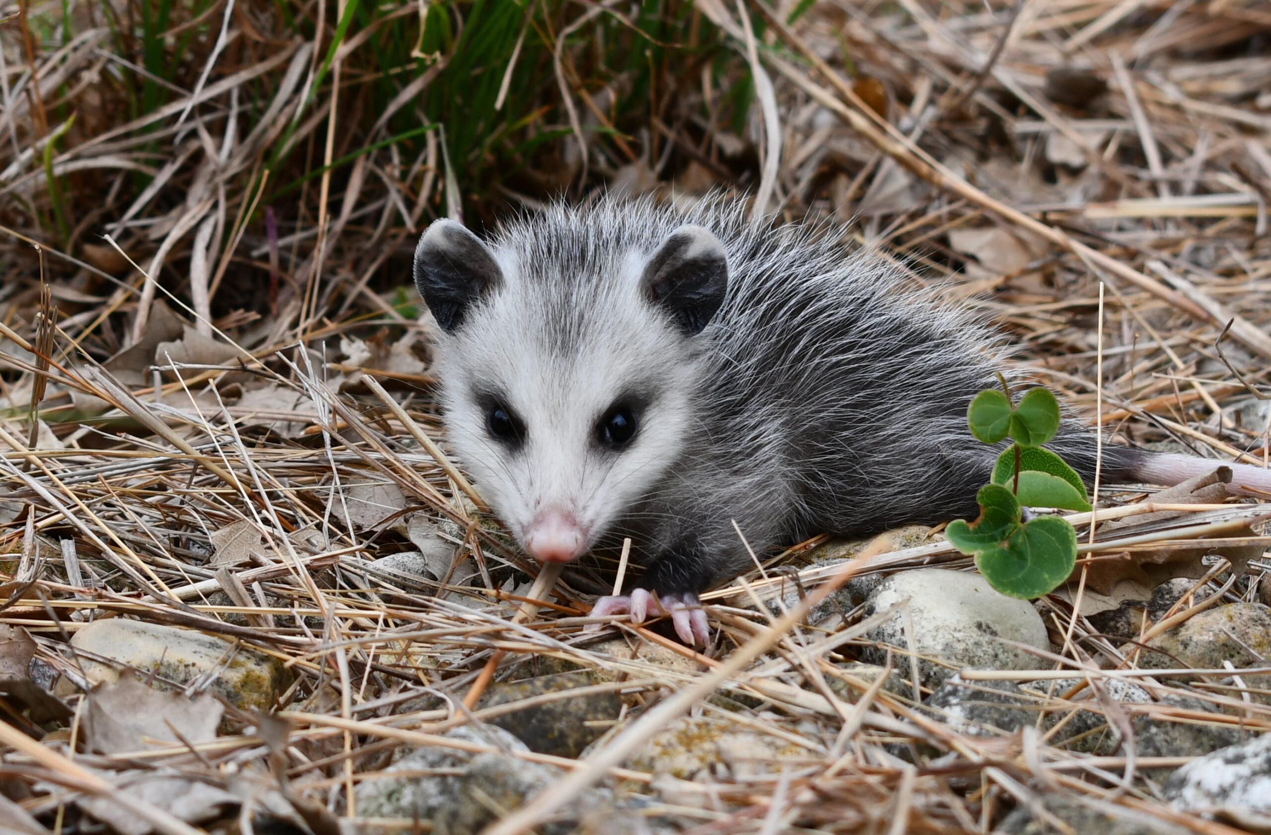 Opossum 1-baby-opossum-Four-Rivers-CM-June-2023