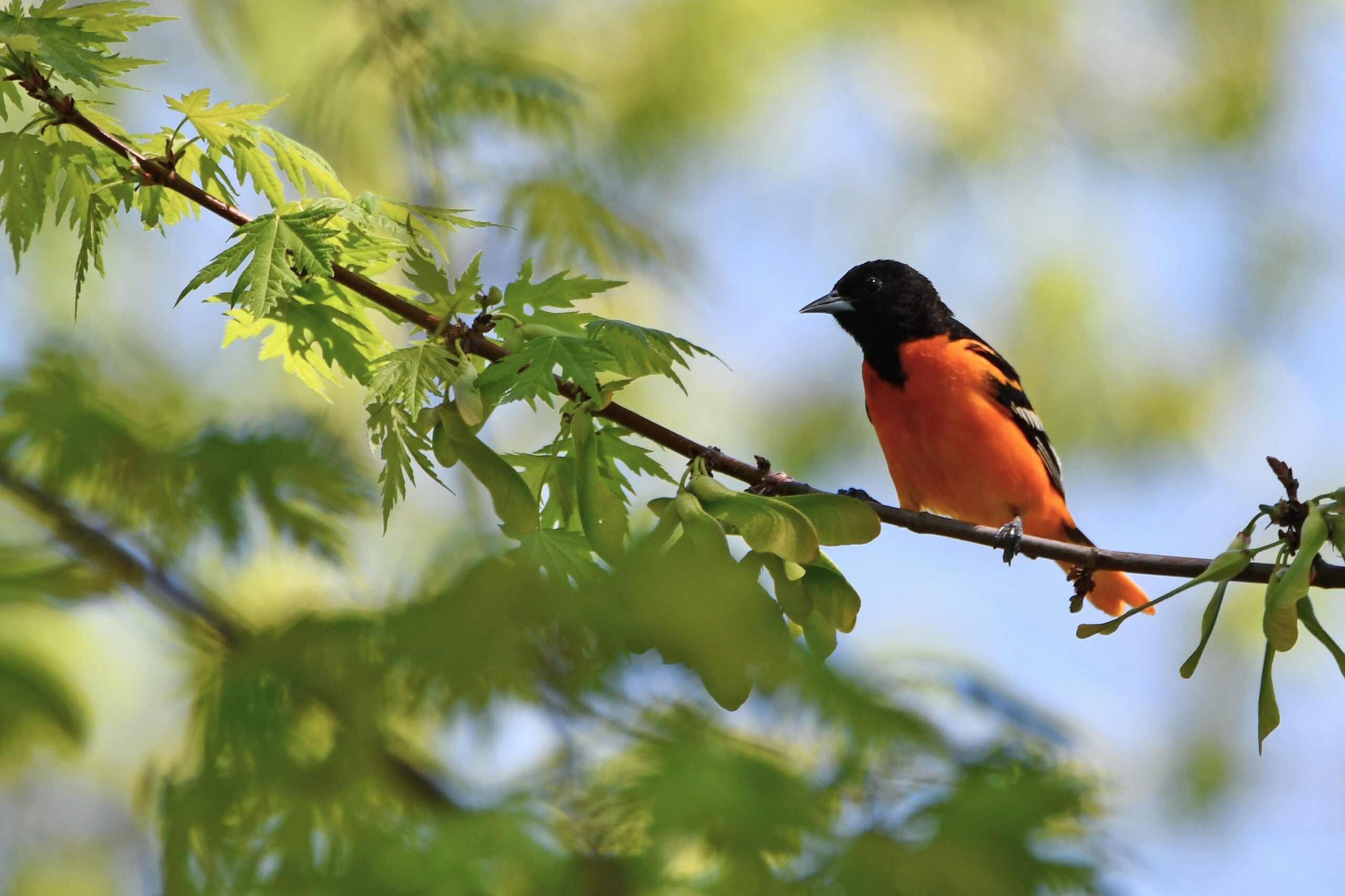 Look for birds when they are most active in the early morning during a Forest Preserve District of Will County bird hike on June 2 at Hickory Creek Preserve – LaPorte Road Access in Mokena. (Forest Preserve photo)