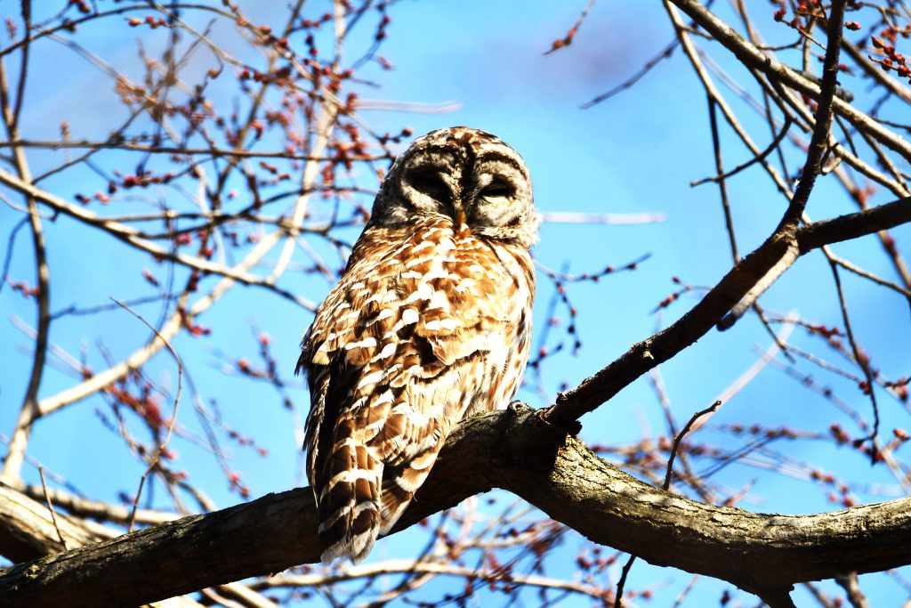 Search for owls during an Owl Prowl for Adults on Dec. 16 at the Forest Preserve District of Will County’s Messenger Woods Nature Preserve in Homer Township. (Photo by Forest Preserve staff | Glenn P. Knoblock)
