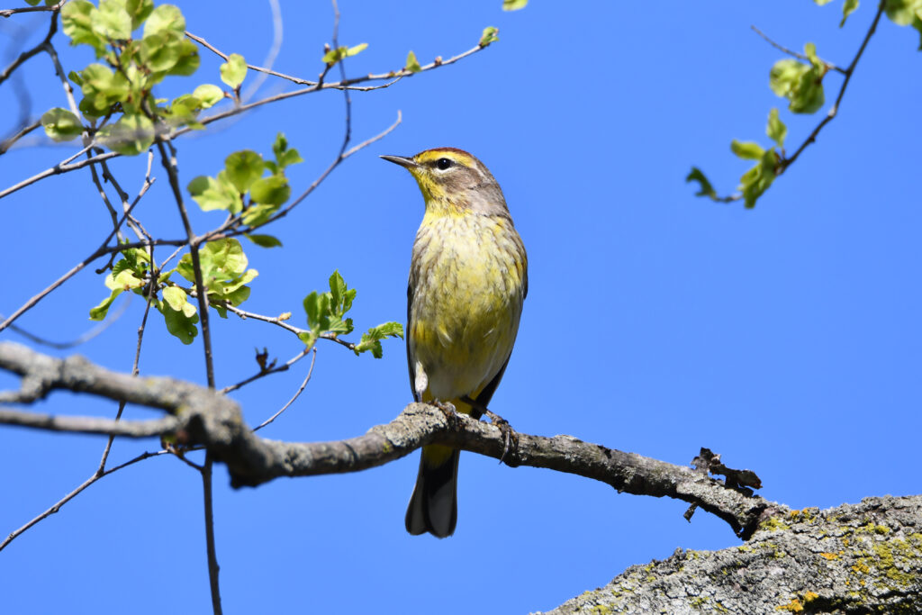 Test your bird knowledge with a “Jeopardy”-style program at Isle a la Cache Museum in Romeoville. Two sessions of Jeop-Birdy are set for Saturday, March 28. (Forest Preserve photo | Glenn P. Knoblock)