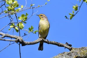Will County Forest Preserve Programs