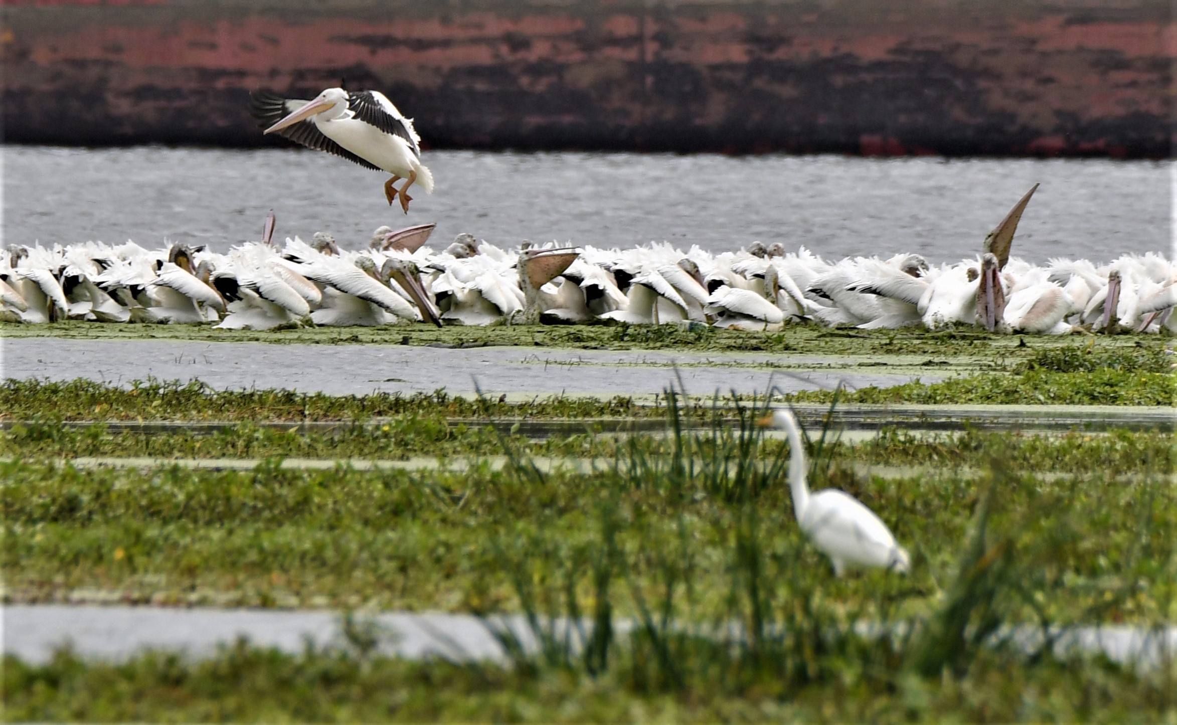 Check out the gathering of migrating pelicans at Pelican Watch on Sept. 23 at Four Rivers Environmental Education Center in Channahon. (Photos by Forest Preserve staff)