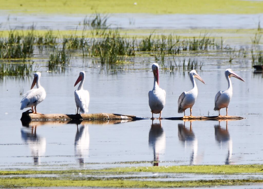 The Forest Preserve District of Will County is throwing a party for the pelicans that stop by McKinley Woods preserve as they migrate south this fall. The free, all-ages Pelican Party will take place from 11 a.m. to 3 p.m. Saturday, Sept. 20, at Four Rivers Environmental Education Center in Channahon. The free celebration gives visitors a chance to see these giant birds up close and in the wild. Two live bird presentations are scheduled at 11 a.m. and 1 p.m., offering the rare chance to get an up-close look at a pelican. Naturalists will also be stationed at pelican hotspots throughout the preserve to help visitors spot the soaring flocks of the largest migratory bird in the United States, which visit Four Rivers twice a year. (Photo courtesy of the Forest Preserve District of Will County)