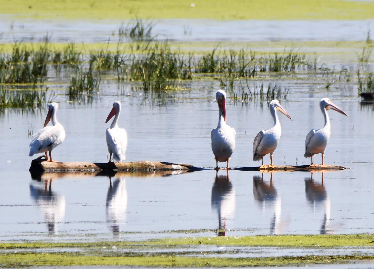 The Forest Preserve District of Will County is throwing a party for the pelicans that stop by McKinley Woods preserve as they migrate south this fall. The free, all-ages Pelican Party will take place from 11 a.m. to 3 p.m. Saturday, Sept. 20, at Four Rivers Environmental Education Center in Channahon. The free celebration gives visitors a chance to see these giant birds up close and in the wild. Two live bird presentations are scheduled at 11 a.m. and 1 p.m., offering the rare chance to get an up-close look at a pelican. Naturalists will also be stationed at pelican hotspots throughout the preserve to help visitors spot the soaring flocks of the largest migratory bird in the United States, which visit Four Rivers twice a year. (Photo courtesy of the Forest Preserve District of Will County)