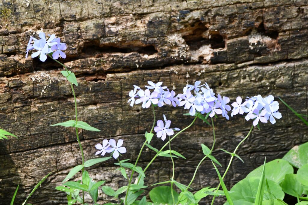 Phlox-McKinley-Woods-Glenn_P_Knoblock-May Take a guided tour to discover Where the Wildflowers Are on June 7 at McKinley Woods in Channahon. (Forest Preserve photo)