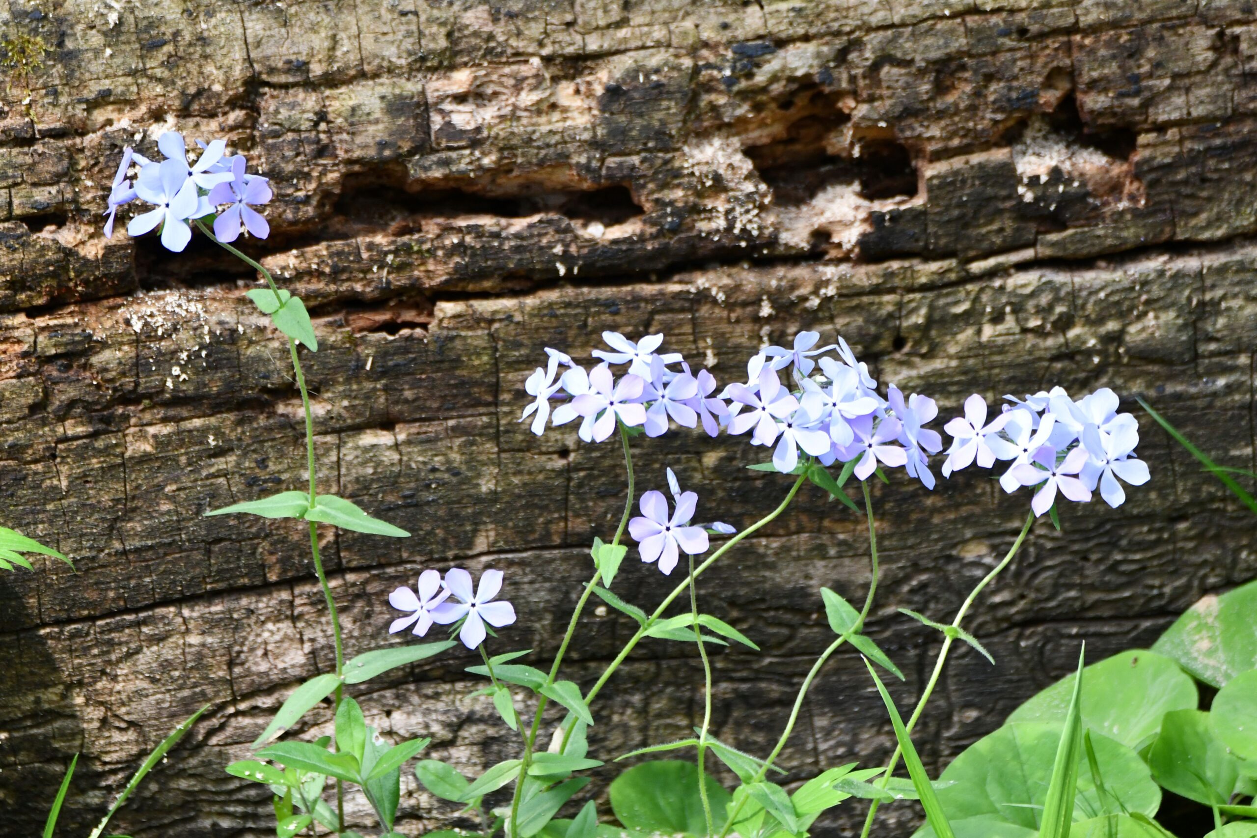Take a guided tour to discover Where the Wildflowers Are on June 7 at McKinley Woods in Channahon. (Forest Preserve photo)