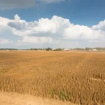 Capitol News Illinois Illinois Grows Millions of Bushels of Soybeans. Why Aren’t We Eating Them?
