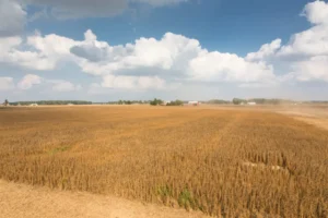 Capitol News Illinois Illinois Grows Millions of Bushels of Soybeans. Why Aren’t We Eating Them?