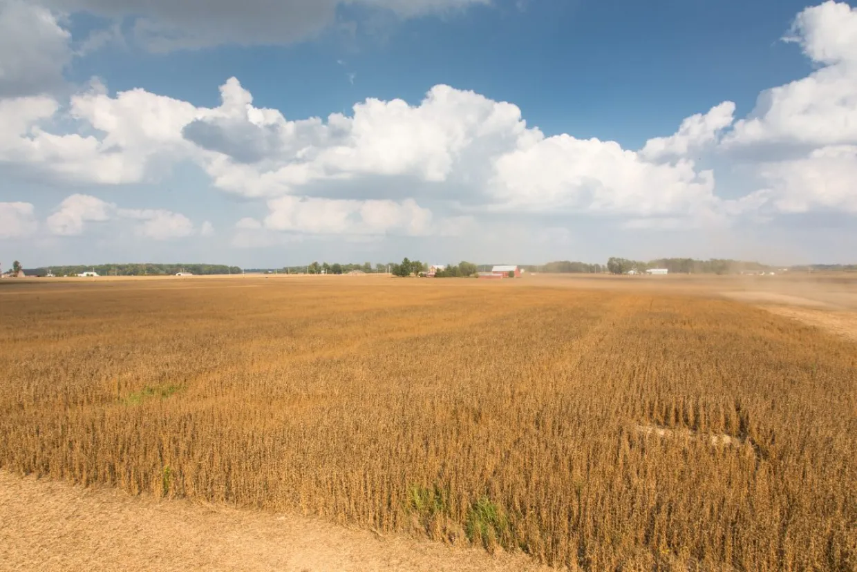 Golden hues sweep across the farm as the food-grade soybeans reach maturity. (Photo courtesy United Soybean Board)