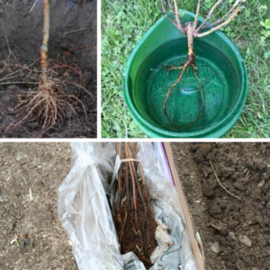 Getting to the bare root of it all