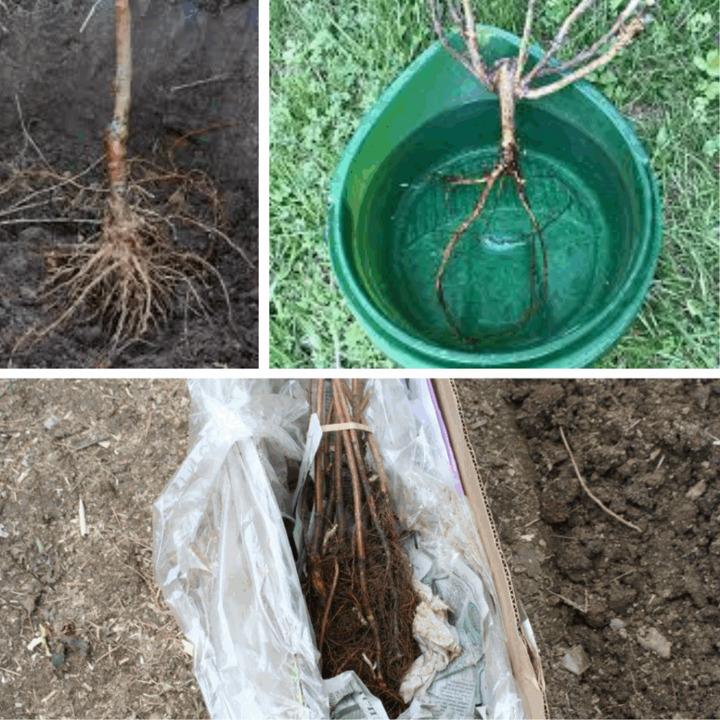 Planting bare root plants Three simple steps to planting bare root plants: unpackage and remove packing material, soak roots to rehydrate, and plant at proper depth (at the root and shoot line)