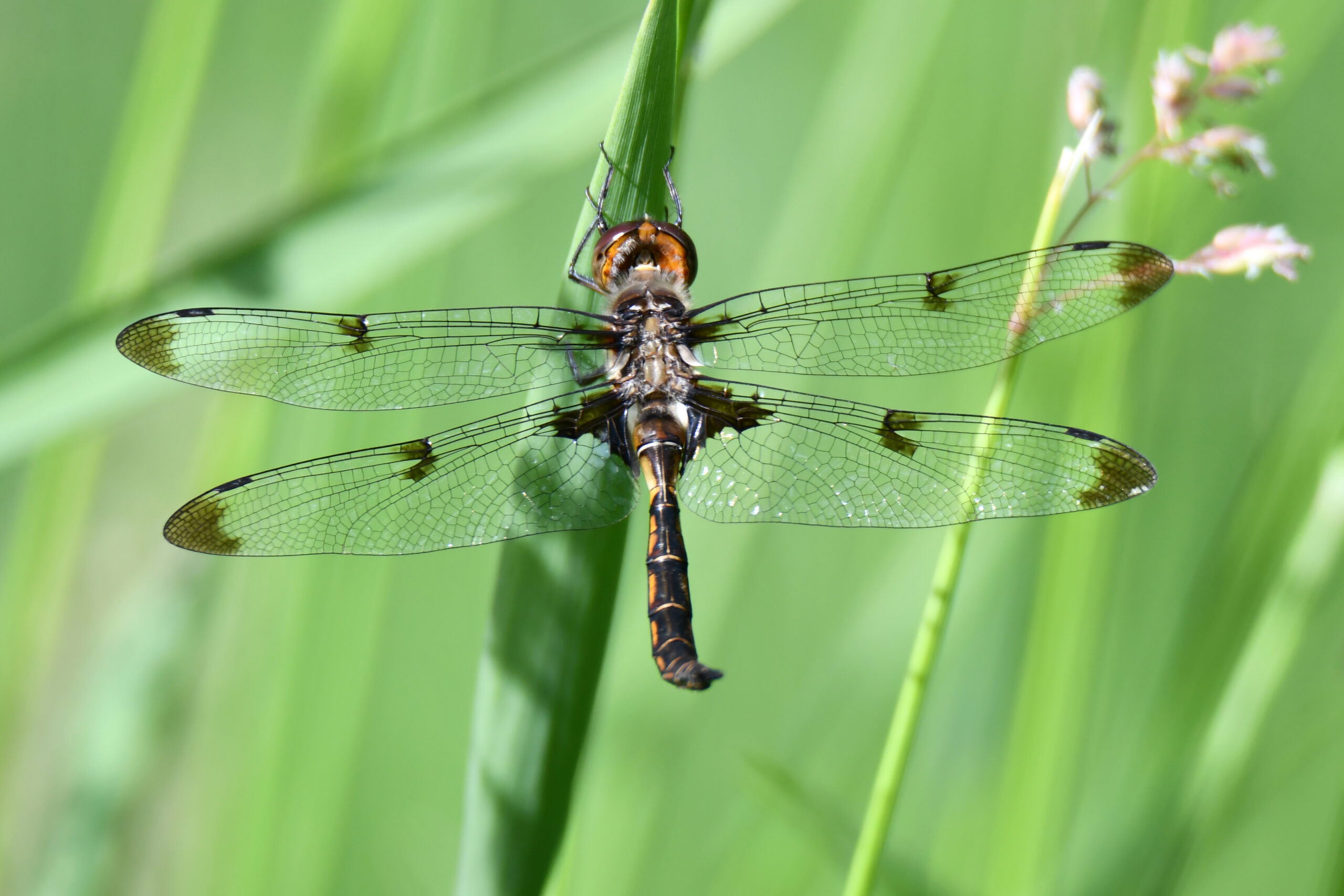 Learn the difference between insects, bugs, arachnids and arthropods during a Junior Naturalists – Bugs program on Aug. 1 at the Forest Preserve District of Will County’s Isle a la Cache Museum in Romeoville. (Forest Preserve photo | Glenn P. Knoblock)