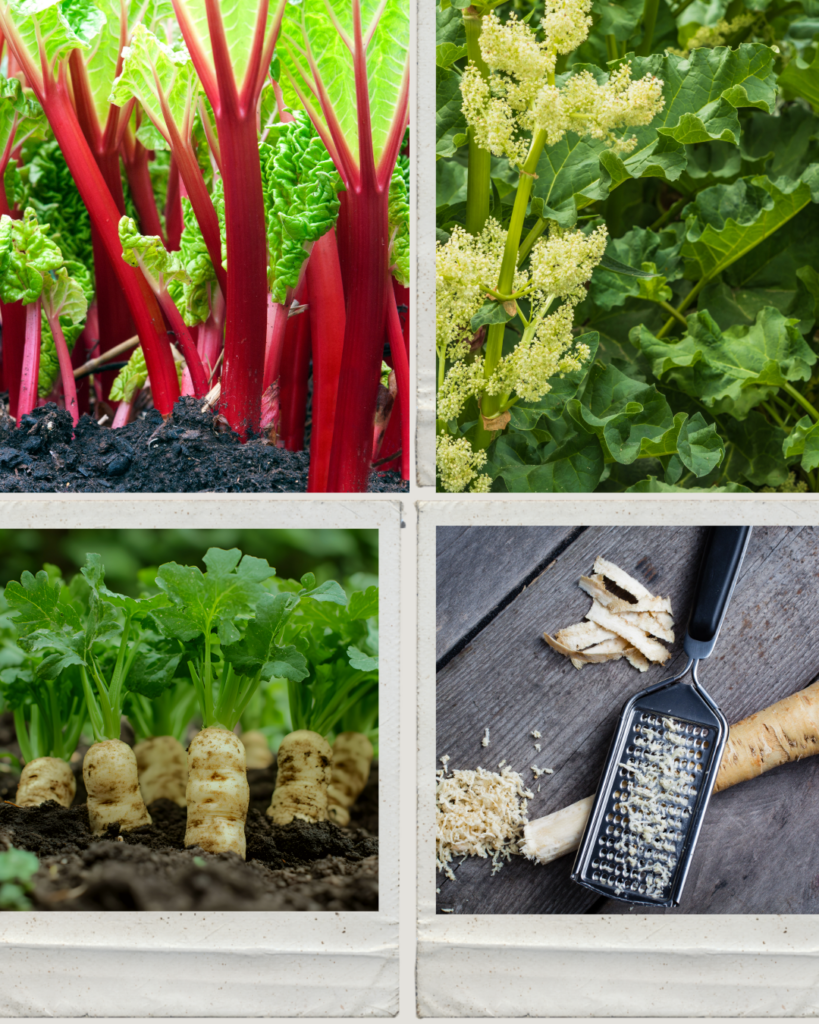Clockwise from upper left. Rhubarb stems (petioles) growing, Rhubarb flower/seed stalk (remove immediately), grated fresh horseradish, horseradish plants.