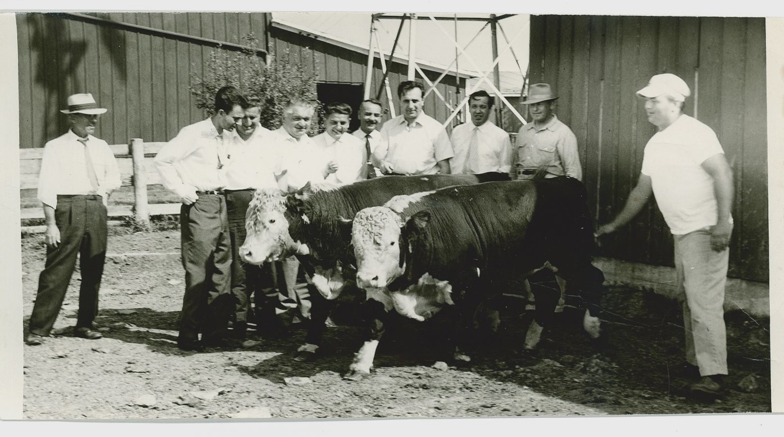 Fred Seggebruch, right, and Walter Seggebruch, second from right, show off their Hereford steer to a delegation from Italy that visited their Crete farm on Aug. 31, 1959.