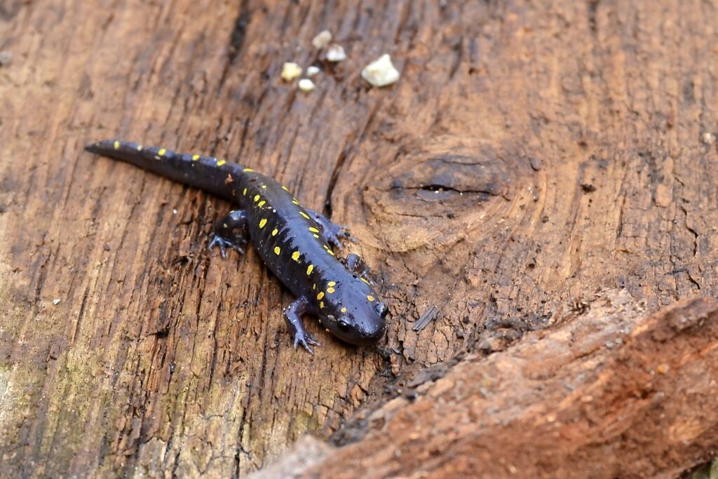 The Forest Preserve District is offering two salamander programs on May 2: Salamander Safari at Plum Creek Nature Center and Salamander Saturday at Hidden Oaks Nature Preserve. (Forest Preserve photos | Suzy Lyttle)