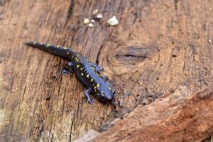 Will County Forest Preserve Programs