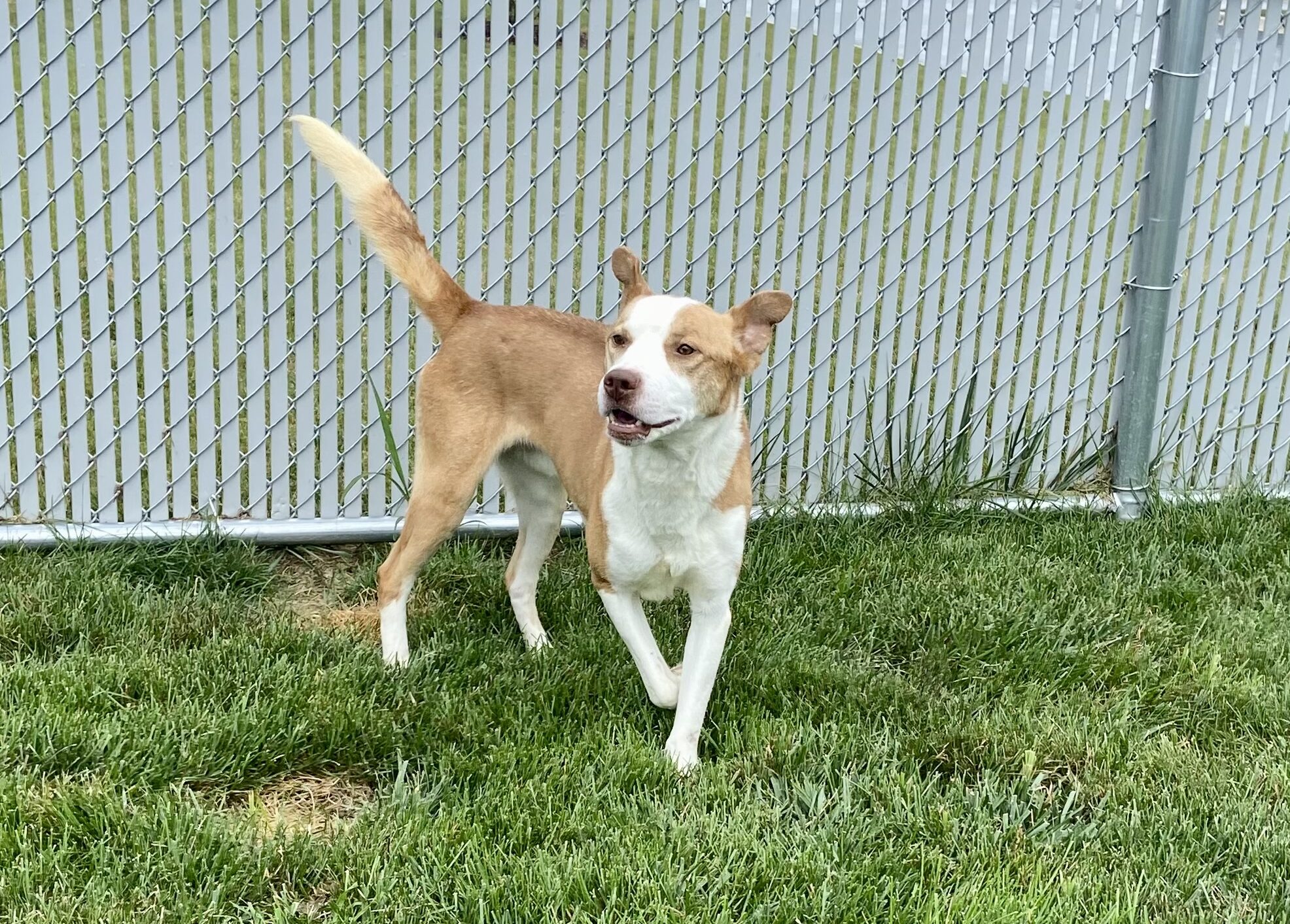 Sammy