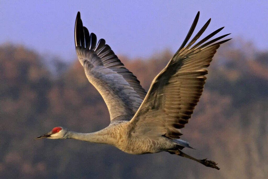 SandhillCrane-JasperPulaski-PaulDacko