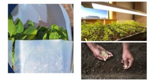 Seedling envy … do you have what it takes?