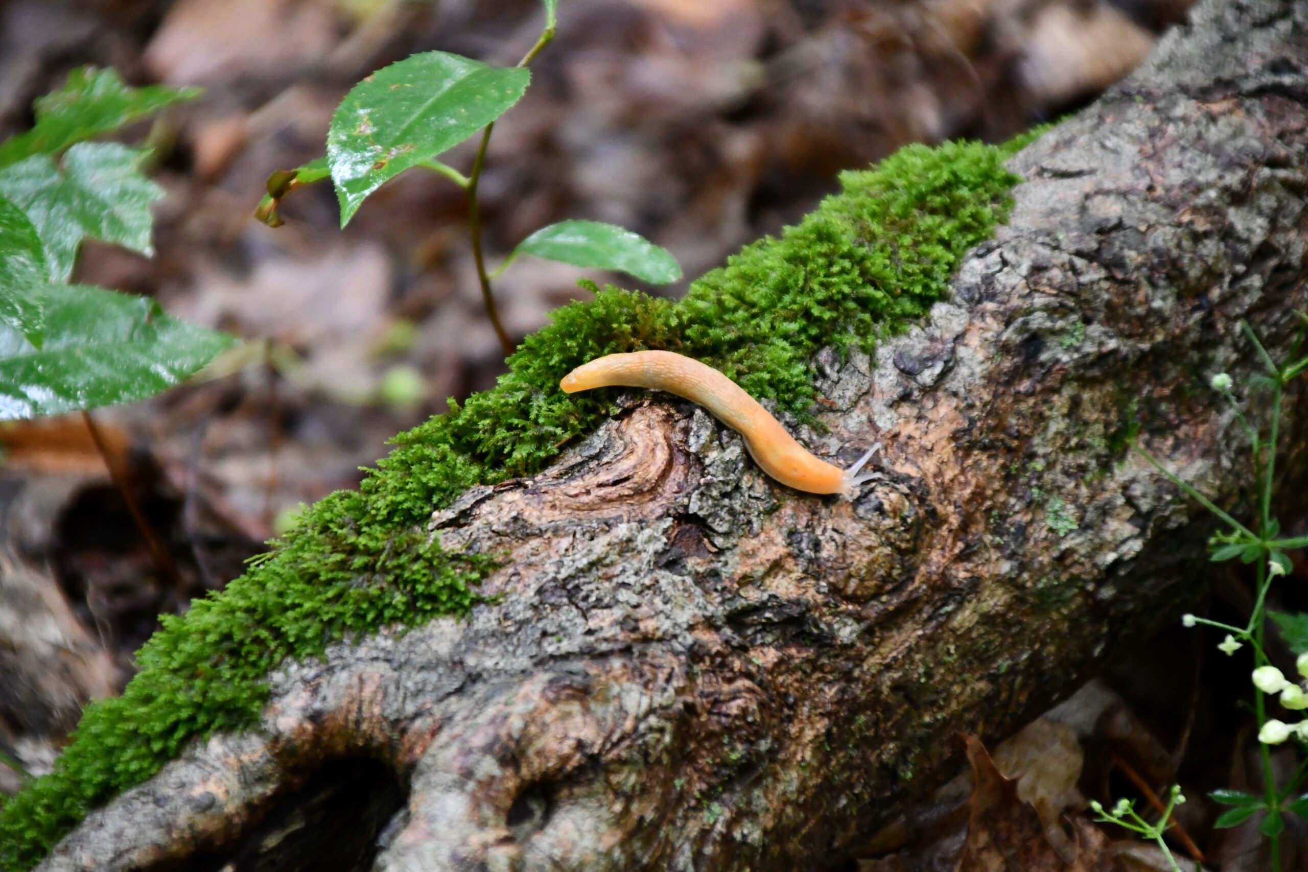 Slug-Glenn_P_Knoblock