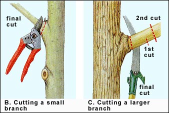 Different ways to prune small vs large limbs preventing bark tears