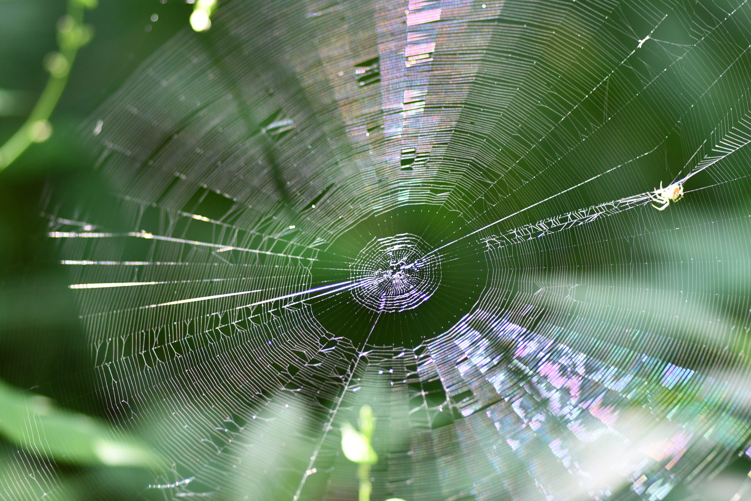 Spider-Web-Glenn_P_Knoblock