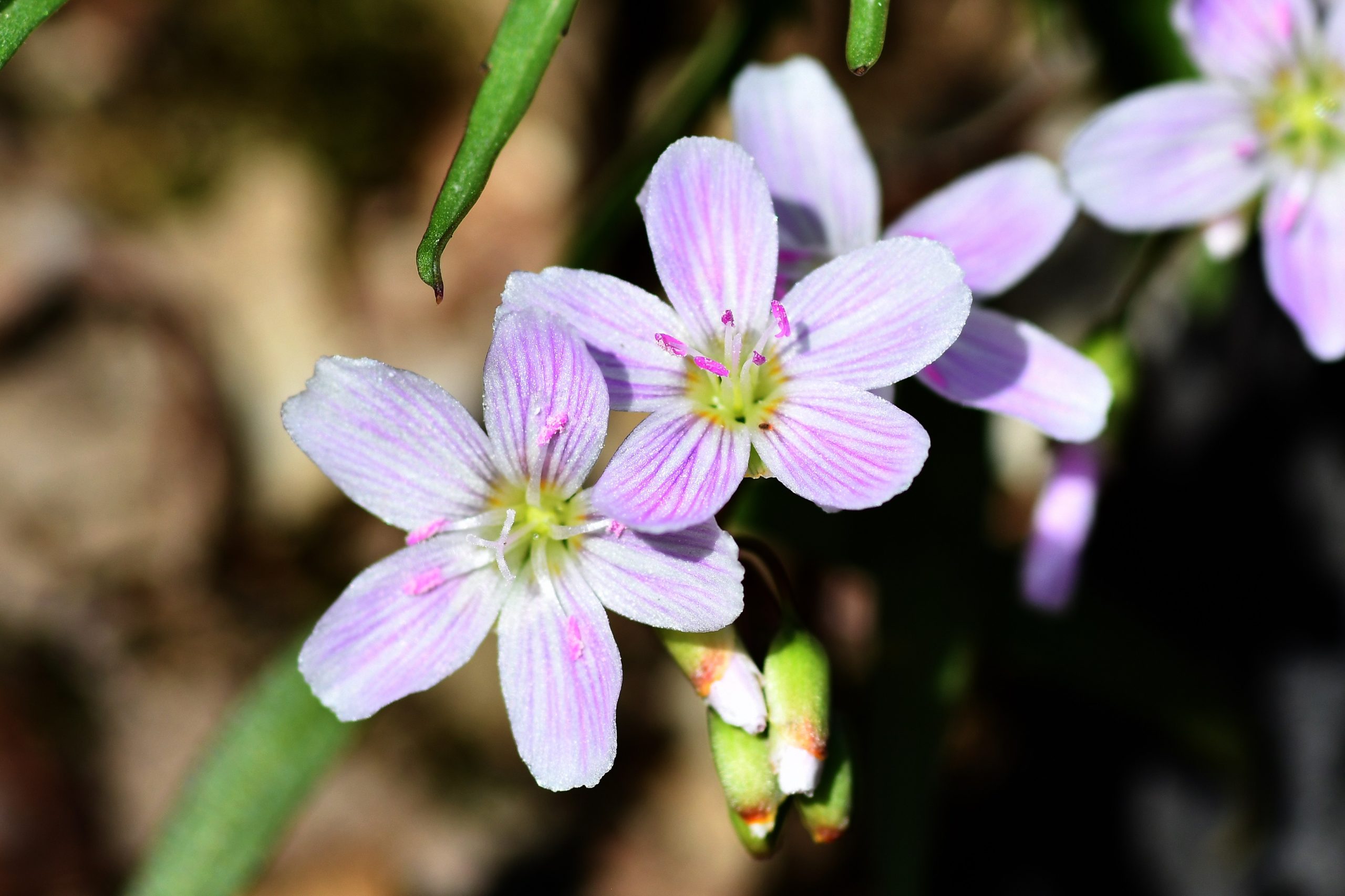 Spring beauties are just one of the many blooms hikers are likely to see during a series of hikes called Where the Wildflowers Are this spring in the Forest Preserve District of Will County. (Forest Preserve photo | Glenn P. Knoblock)
