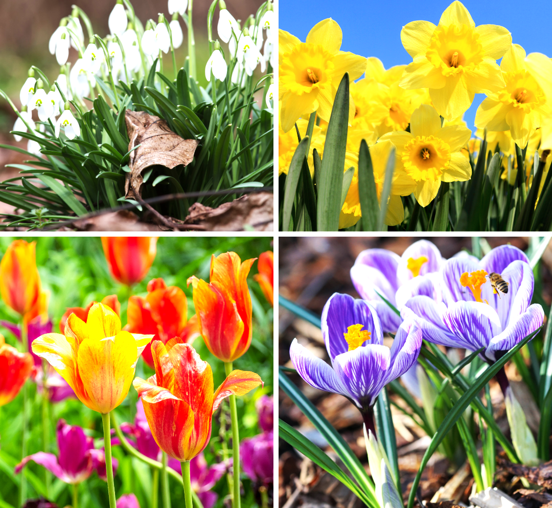 Clockwise from top left: Snowdrops, daffodils, crocus and tulips planted now can give you years of spring beauty in your garden.