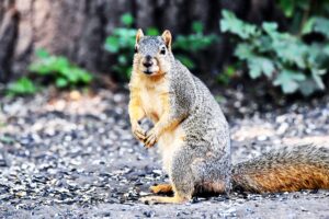 Will County Forest Preserve Programs