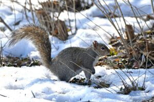 December Forest Preserve Programs
