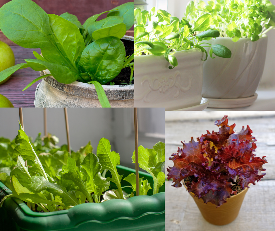 Start a lettuce bowl to start your year out right