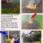 Storm results: Correct tree planting and after-care matter