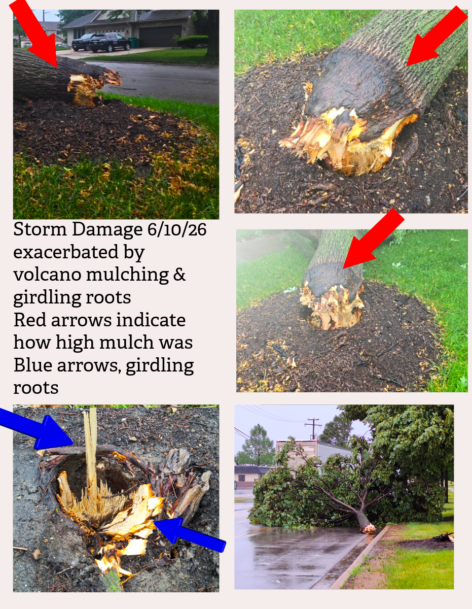 Photos of storm damaged trees in New Lenox and Plainfield exacerbated by poor planting (girdling roots) and volcano mulching.