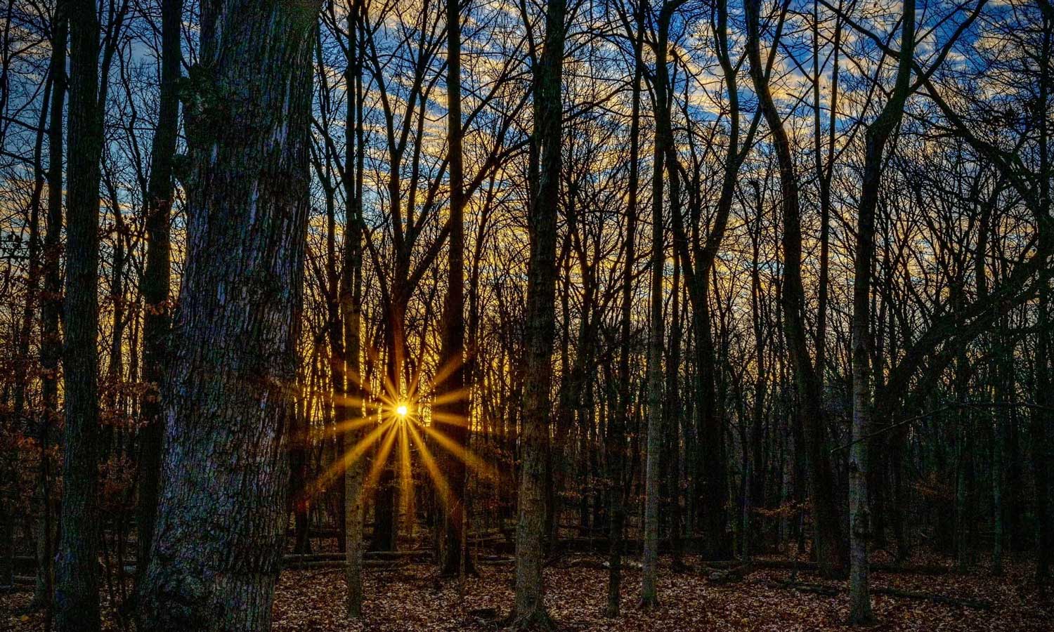 Start the New Year off right by signing up for the Forest Preserve District of Will County’s First Friday Hike on Jan. 2 at Hammel Wood. (Photo courtesy of Joe Viola)