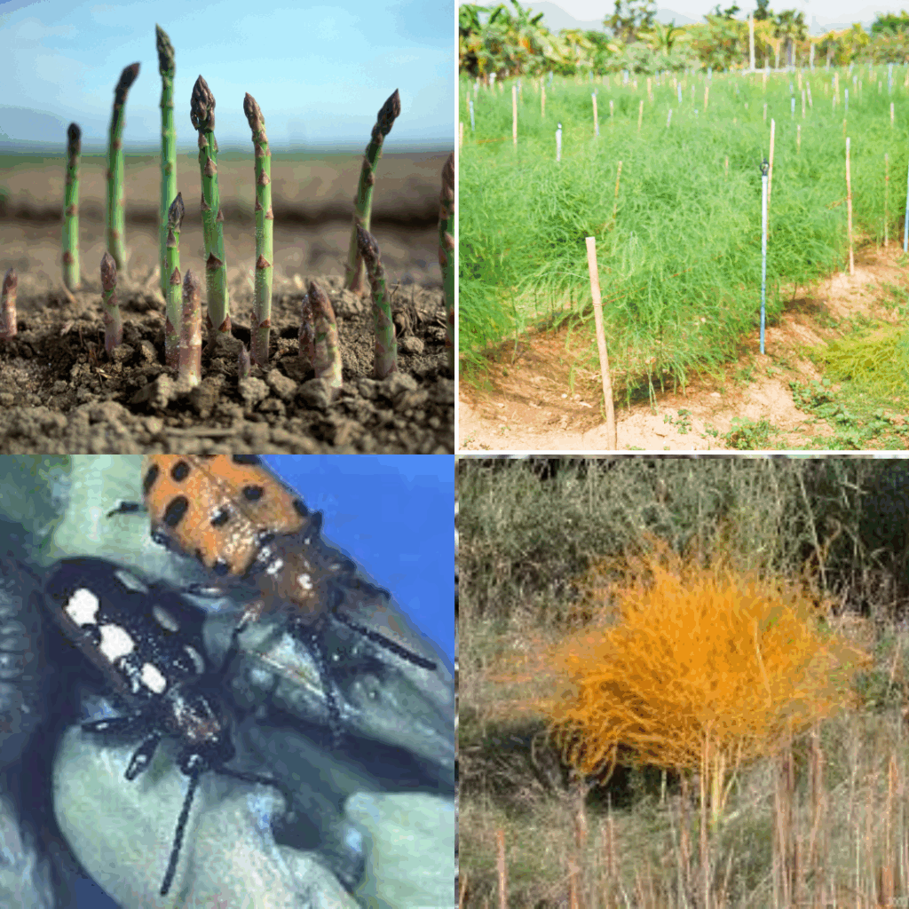 The Dawning of the Age of Asparagus Clockwise from upper left: Asparagus spears appear in early spring before the foliage does; Asparagus plant are perennial and can make a nice hedgerow; Asparagus foliage in fall is a striking color; The main pests of asparagus are the common asparagus beetle and the common and spotted asparagus beetles.