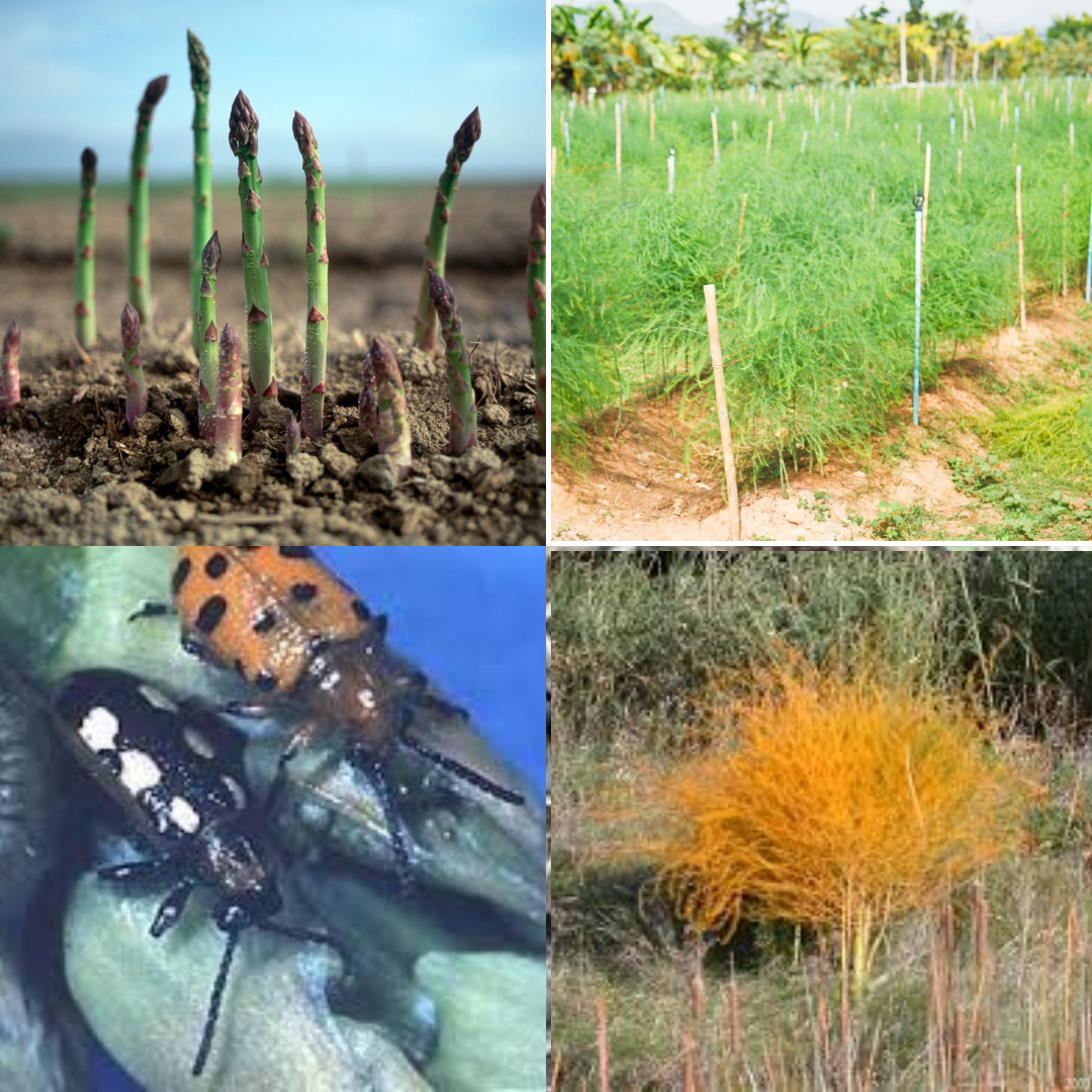 Clockwise from upper left: Asparagus spears appear in early spring before the foliage does; Asparagus plant are perennial and can make a nice hedgerow; Asparagus foliage in fall is a striking color; The main pests of asparagus are the common asparagus beetle and the common and spotted asparagus beetles.