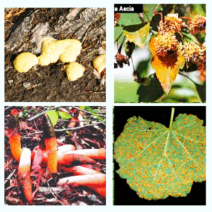 Fungus Among Us … in this hot steamy summer