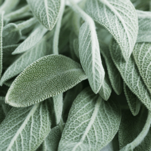 Sage Advice: The Herb of Thanksgiving