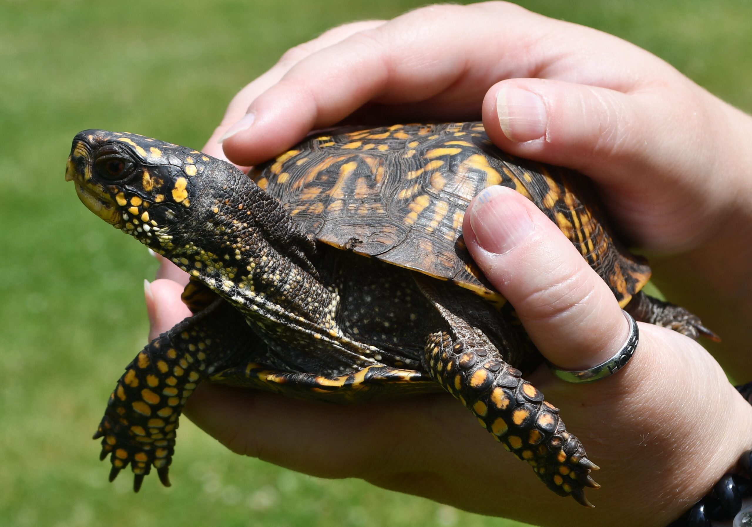 Theodore is a unique ambassador turtle at the Forest Preserve District of Will County’s Isle a la Cache Museum in Romeoville. Because he is a hybrid, he had to be removed from the wild to protect the state-threatened ornate box turtle’s genetics. (Forest Preserve photo)Video Link: https://youtube.com/shorts/AyA7yGVBGMY?si=IbD3qC1eXpLadQ6R (Please credit Forest Preserve District of Will County)