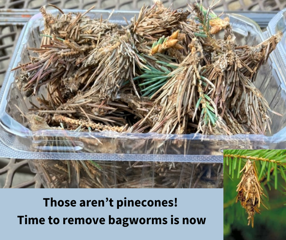 Those aren’t pinecones! Time to remove bagworms is now