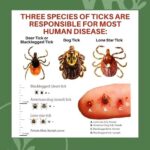 Tick, tock … it is tick time already, here’s what you can do