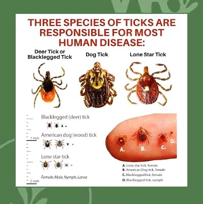 Tick id