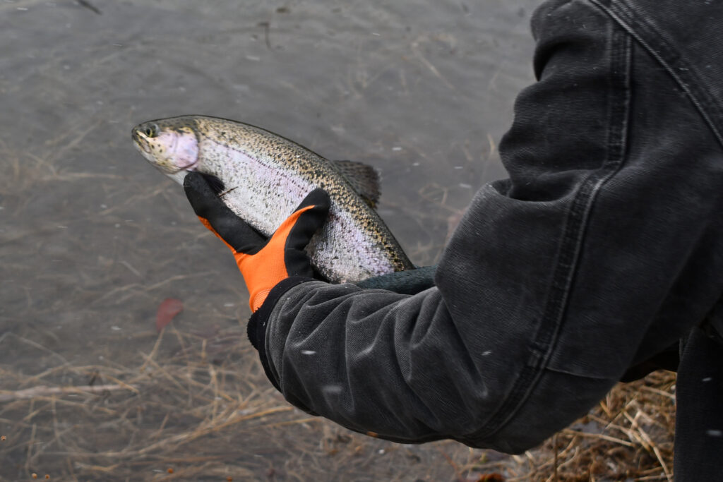 Get up early to catch some trout during the Forest Preserve District’s Trout Season Celebration on Oct. 18 at Hidden Lakes Trout Farm in Bolingbrook. (Forest Preserve photo)