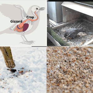 True Grit: and why we waited until after Thanksgiving to tell you
